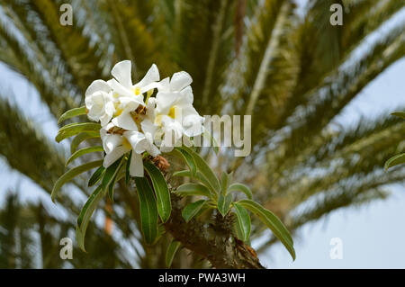 Pachypodium lamerel Blumen Stockfoto