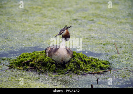 Haubentaucher, Podiceps Cristatus, sitzen auf der Insel Nest aus Zweigen, Algen und Wasserpflanzen. Stockfoto