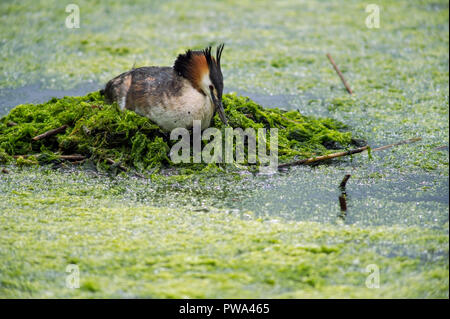 Haubentaucher, Podiceps Cristatus, sitzen auf der Insel Nest aus Zweigen, Algen und Wasserpflanzen. Stockfoto