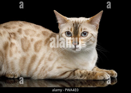 Snow white Bengal Katze isoliert auf schwarzem Hintergrund Stockfoto