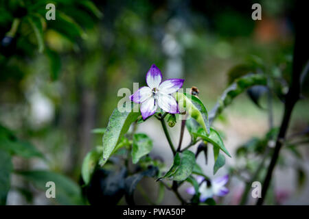 Schöne Chili Blume Stockfoto