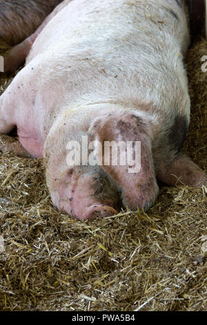 Reife Große Weiße 'pig Schlafen im Stroh Stockfoto