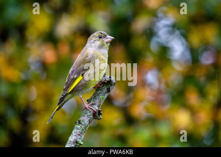 Europäische Grünfink (Carduelis chloris) mit schönen Herbst Hintergrund thront, Vereinigtes Königreich Stockfoto