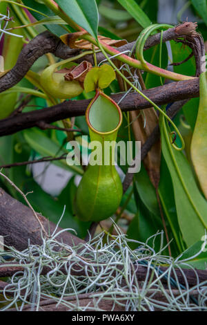 Insekt konsumieren Kannenpflanze. Stockfoto