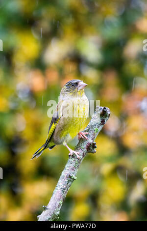 Europäische Grünfink (Carduelis chloris) mit schönen Herbst Hintergrund thront, Vereinigtes Königreich Stockfoto