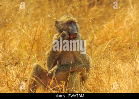 Chacma Baboon, Papio Ursinus, Essen in den Busch. Trockenzeit. Kap Pavian ist es eines der größten aller Affen. Krüger Nationalpark in Südafrika. Stockfoto