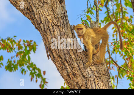Junge Chacma Baboon, Papio Ursinus, stehend auf dem Baum in der Natur Wald. Kap Paviane im Krüger Nationalpark, Südafrika. Blue Sky. Von der Seite. Stockfoto