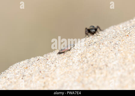 Schwarz & Gold Velvet Ant Wasp (Mutillidae) auf der Suche nach Beute auf Sandstein in den östlichen Ebenen von Kolorado Stockfoto