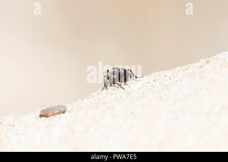 Schwarz & Gold Velvet Ant Wasp (Mutillidae) auf der Suche nach Beute auf Sandstein in den östlichen Ebenen von Kolorado Stockfoto