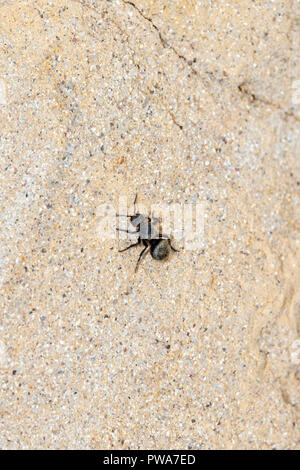 Schwarz & Gold Velvet Ant Wasp (Mutillidae) auf der Suche nach Beute auf Sandstein in den östlichen Ebenen von Kolorado Stockfoto