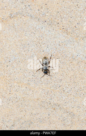 Schwarz & Gold Velvet Ant Wasp (Mutillidae) auf der Suche nach Beute auf Sandstein in den östlichen Ebenen von Kolorado Stockfoto