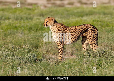 Eine Warnung Geparden (Acinonyx jubatus) auf der Jagd, Etosha National Park, Namibia Stockfoto