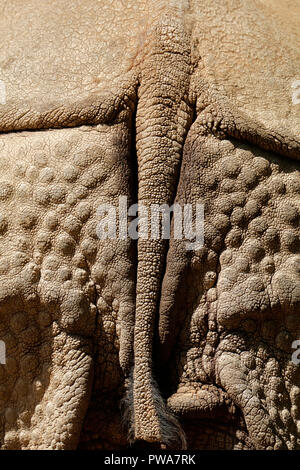 Einzigartige faltige Haut und Schwanz eines indischen Rhinozeros (Rhinoceros unicornis) Stockfoto