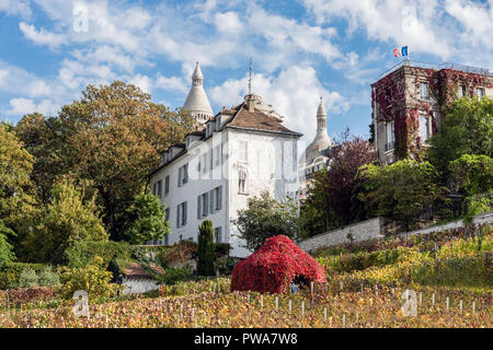 Weinberge im Herbst in Montmartre - Paris, Frankreich Stockfoto