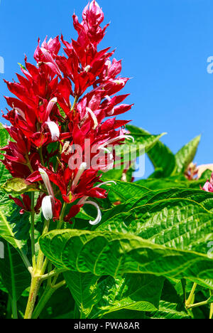 Megaskepasma erythrochlamys, die gemeinhin als Brasilianische roten Mantel. Dies ist eine auffällige Pflanze mit weißen Blüten auf auffälligen roten Hochblätter. Stockfoto