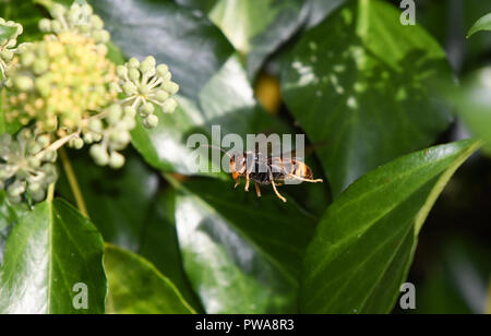 Asiatische Wasp im Flug unter Efeu Blumen Stockfoto