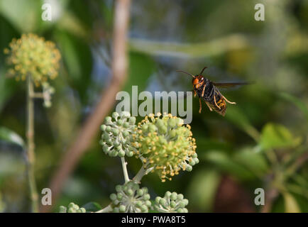 Asiatische Wasp im Flug unter Efeu Blumen Stockfoto