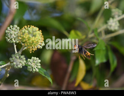 Asiatische Wasp im Flug unter Efeu Blumen Stockfoto