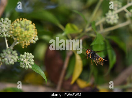 Asiatische Wasp im Flug unter Efeu Blumen Stockfoto