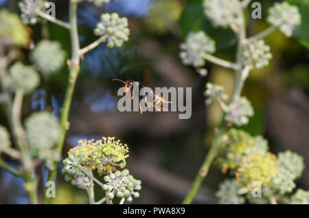 Asiatische Wasp im Flug unter Efeu Blumen Stockfoto