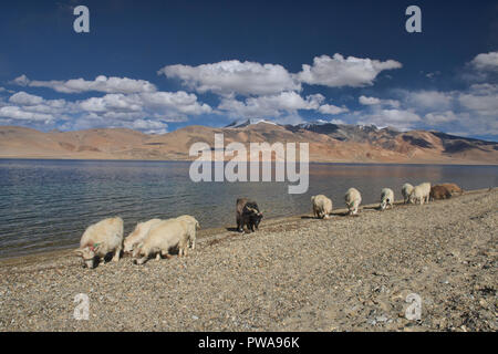 Ziegen weiden entlang Tso Moriri See, dem Juwel von Ladakh, Indien Stockfoto