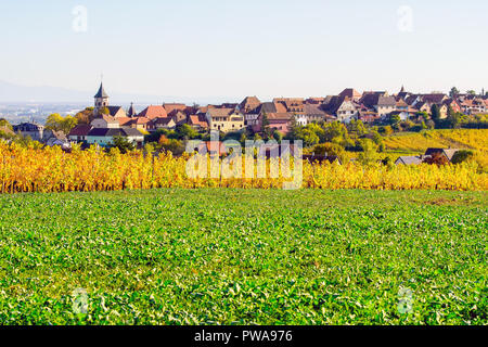Herbst Farben in die Weinberge rund um das Dorf Riquewihr, Elsass, Frankreich. Stockfoto