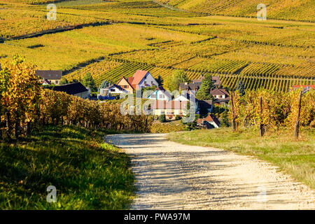 Herbst Farben in die Weinberge rund um Hunawihr Dorf, Elsass, Frankreich. Stockfoto