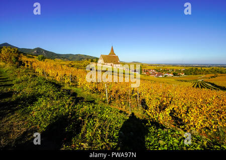 Herbst Farben in die Weinberge rund um Kirche in Hunawihr, Elsass, Frankreich. Stockfoto