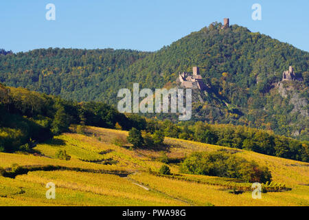 Herbst Farben in die Weinberge rund um Hunawihr Dorf und Château de Giersberg, Château St. Ulrich, Burg Haut-Ribeaupierre, Elsass, Frankreich. Stockfoto