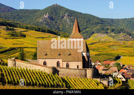 Herbst Farben in die Weinberge rund um Kirche in Hunawihr, Elsass, Frankreich. Stockfoto