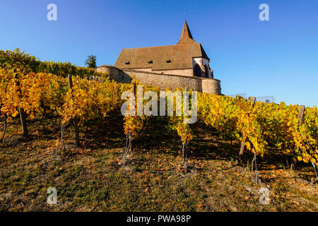 Herbst Farben in die Weinberge rund um Kirche in Hunawihr, Elsass, Frankreich. Stockfoto