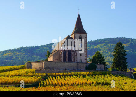 Golden Weinberge rund um befestigte Kirche in Hunawihr, Elsass, Frankreich. Stockfoto