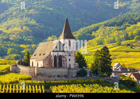 Golden Weinberge rund um befestigte Kirche in Hunawihr, Elsass, Frankreich. Stockfoto
