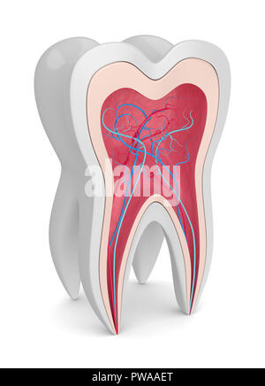 3D-Render von Zahn Querschnitt mit Nerven und Blutgefäße auf weißem Hintergrund Stockfoto