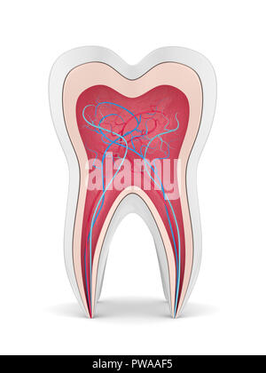 3D-Render von Zahn Querschnitt mit Nerven und Blutgefäße auf weißem Hintergrund Stockfoto