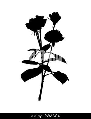 Schöne Silan schwarze und weiße Rosen. Auf weissem Hintergrund. Vector Illustration Stock Vektor