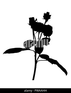 Schöne Silan schwarze und weiße Rosen. Auf weissem Hintergrund. Vector Illustration Stock Vektor