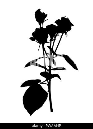 Schöne Silan schwarze und weiße Rosen. Auf weissem Hintergrund. Vector Illustration Stock Vektor