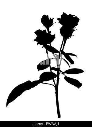 Schöne Silan schwarze und weiße Rosen. Auf weissem Hintergrund. Vector Illustration Stock Vektor