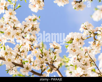 Blühende Mandelbaum hautnah. Spring Garden Stockfoto