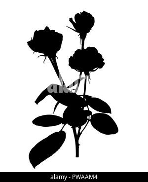 Schöne Silan schwarze und weiße Rosen. Auf weissem Hintergrund. Vector Illustration Stock Vektor