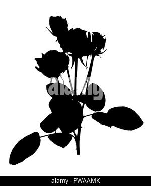 Schöne Silan schwarze und weiße Rosen. Auf weissem Hintergrund. Vector Illustration Stock Vektor