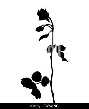 Schöne Silan schwarze und weiße Rosen. Auf weissem Hintergrund. Vector Illustration Stock Vektor