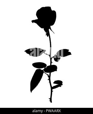 Schöne Silan schwarze und weiße Rosen. Auf weissem Hintergrund. Vector Illustration Stock Vektor