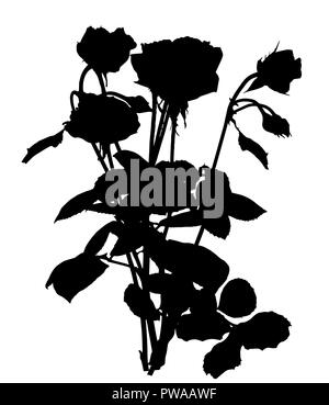 Schöne Silan schwarze und weiße Rosen. Auf weissem Hintergrund. Vector Illustration Stock Vektor