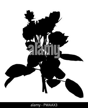 Schöne Silan schwarze und weiße Rosen. Auf weissem Hintergrund. Vector Illustration Stock Vektor