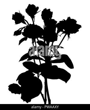 Schöne Silan schwarze und weiße Rosen. Auf weissem Hintergrund. Vector Illustration Stock Vektor