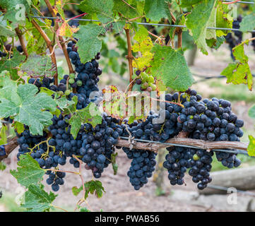 Reifen auf der Rebe in einem Weinberg in Neuseeland Stockfoto