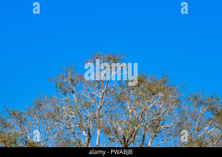 Das Vordach von hohen Bäumen framing ein strahlend blauer Himmel, die Sonne scheint. Natur Landschaft. Sommer Hintergrund. Wallpaper, Banner, Textur Stockfoto