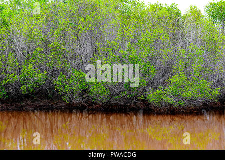 Mangrovenwald in der Provinz Chanthaburi, Thailand Stockfoto